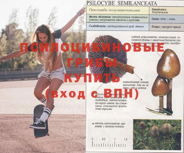 стаф Абинск